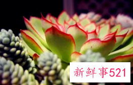 花月夜的家庭养殖方法和注意事项