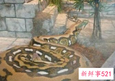 孕妇梦见大蟒蛇在水里是什么意思