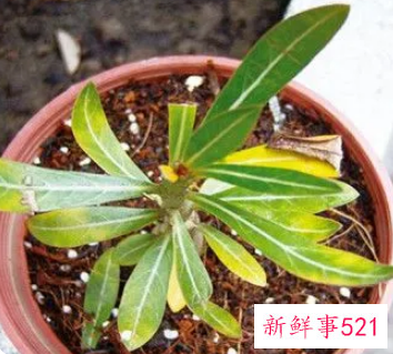 沙漠玫瑰叶子黄了还能反绿吗