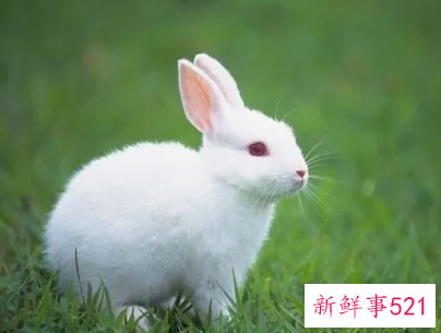 属兔女人在床上的表现