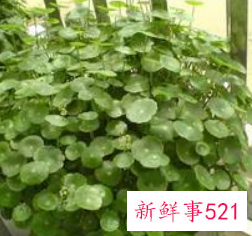 招财又好养的植物有哪些