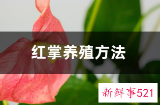 家里养红掌的禁忌