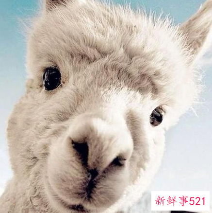 羊驼喜欢吃什么呢