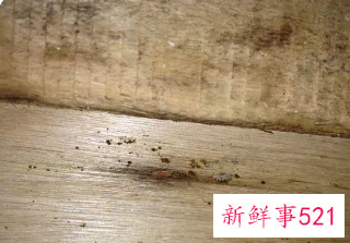 实木沙发生虫怎么处理