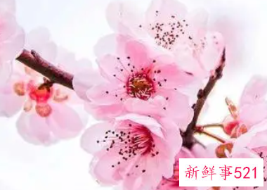 孕妇梦见桃花盛开生了儿子