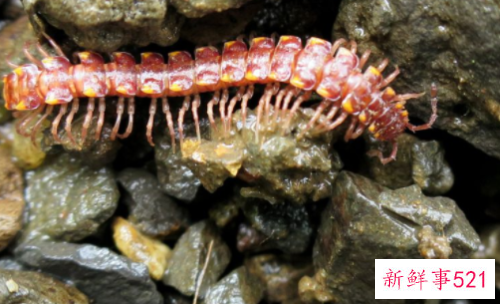 梦见蝎子是什么意思？