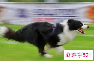 男人梦到狗追是什么意思