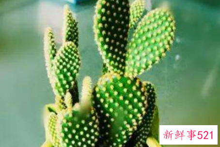 白毛掌的养殖方法