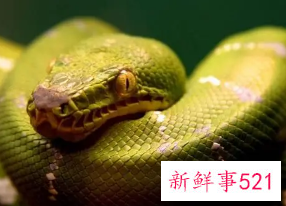 蛇和猴为什么相克又相合