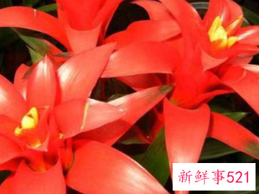 客厅养什么花好旺财,在山东