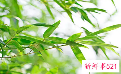 绿豆的最佳搭配