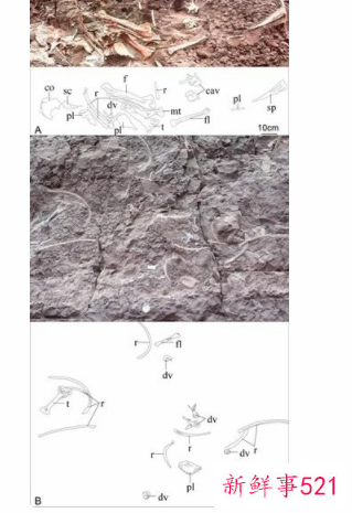 剑龙中国起源说添再新证据：重庆出土最古老的剑龙化石