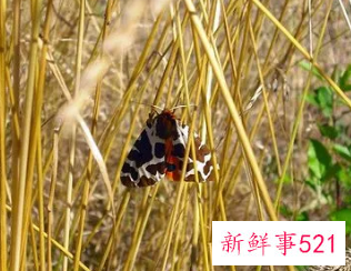 梦见虫子成群满地爬