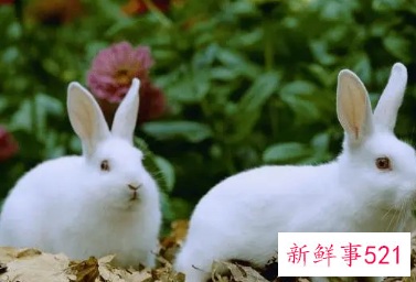 属兔家里摆什么旺财