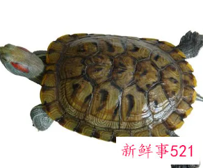 孕妇梦见乌龟寓意