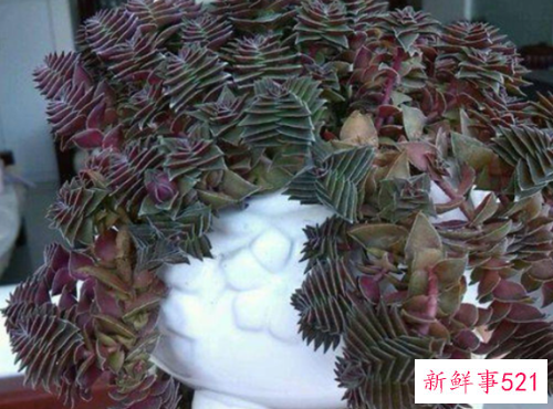 茜之塔徒长怎么办