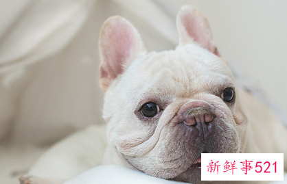 法斗犬和八哥的区别