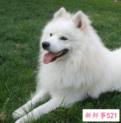 银狐跟萨摩耶的区别