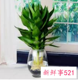 招财又好养的植物有哪些