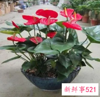 家里养红掌的禁忌