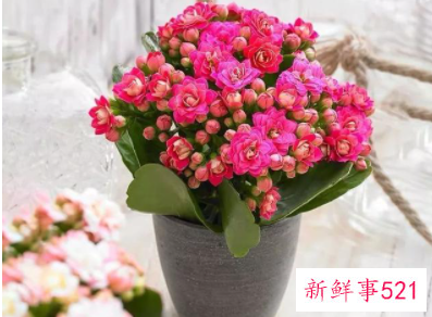 象征身体健康的花