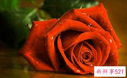 梦见摘玫瑰花什么意思