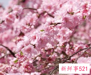 孕妇梦见桃花盛开生了儿子