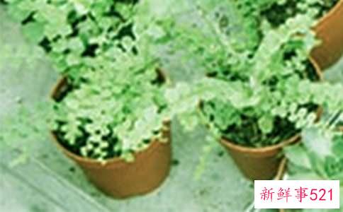 春季可以给花卉盆栽换盆吗