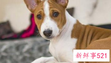 巴仙吉犬多少钱一只