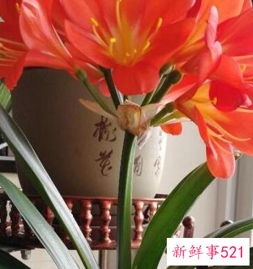 客厅养什么花好旺财,在山东