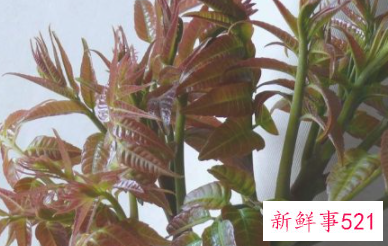 春季时令蔬菜有哪些