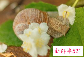 梦到很多蜗牛在树上