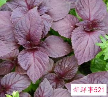 介绍圣草紫苏的秘密