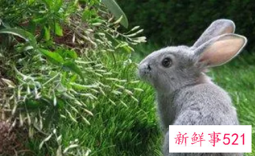 属兔家里摆什么旺财