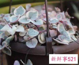 爱之蔓的平卧扦插繁殖法