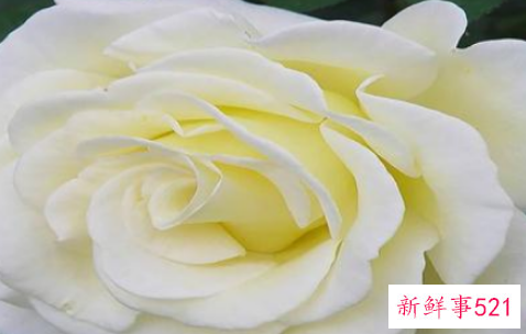 红玫瑰代表什么意思