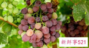 葡萄绒球期能耐零下几度低温