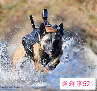 德牧三个月怎么训练