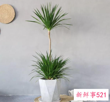 象征身体健康的花