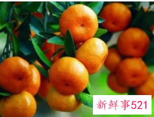 桔子颜色应该写什么颜色