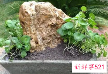 梦见搬花盆什么意思