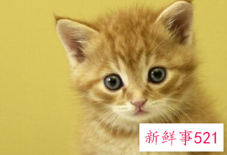 适宜养宠物的风水方位