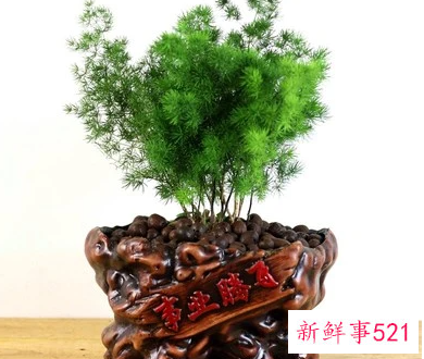 属猴客厅放什么植物好