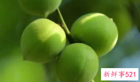 青梅可不可以解酒