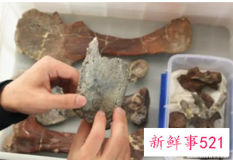 剑龙中国起源说添再新证据：重庆出土最古老的剑龙化石