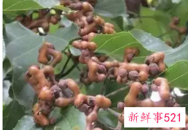 金钩梨的功效与作用