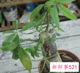 富贵树锯断了会发芽么