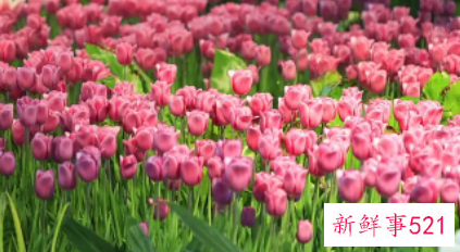 梦见满树桃花掉落水里面有什么含义