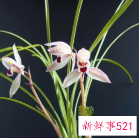 象征身体健康的花