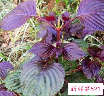 介绍圣草紫苏的秘密